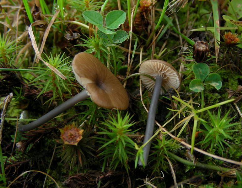 Entoloma misterioso (cfr. Entoloma lividocyanulum)